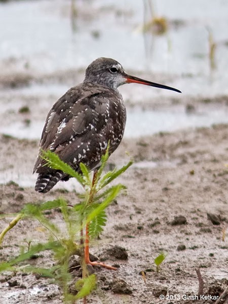 Spotted Redshank - ML616973716