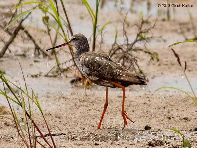 Spotted Redshank - ML616973726