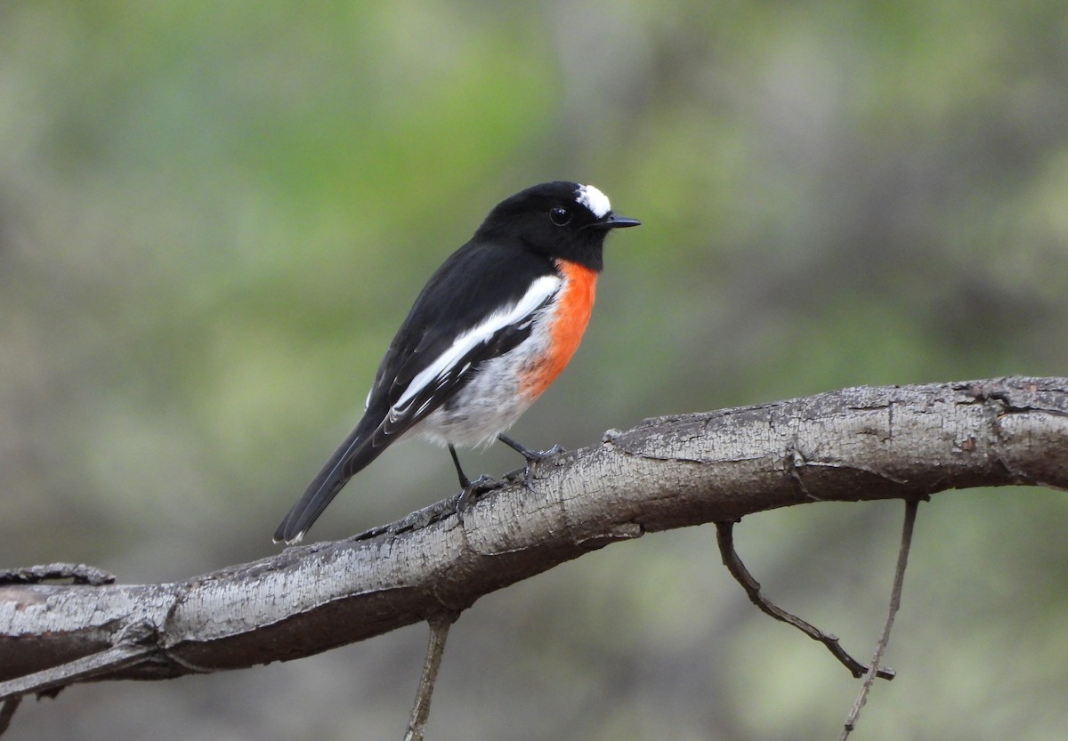 Scarlet Robin - ML616973792