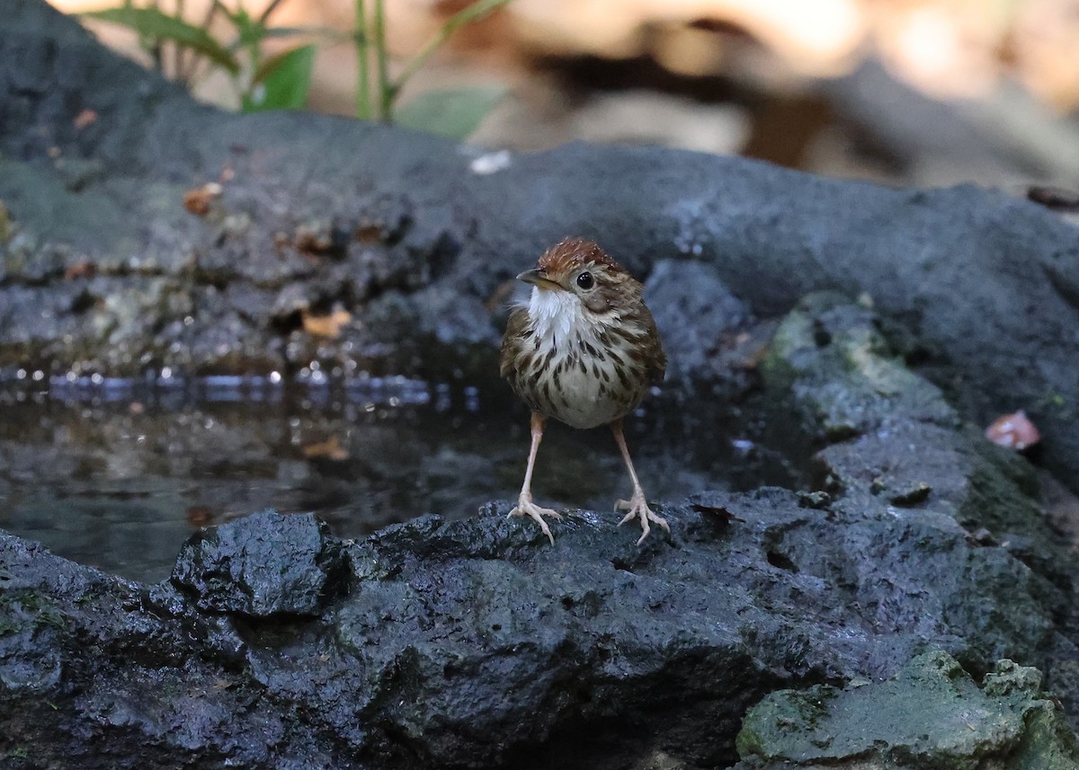 Puff-throated Babbler - ML616973813