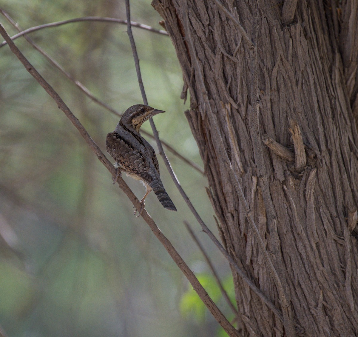 Eurasian Wryneck - ML616973814