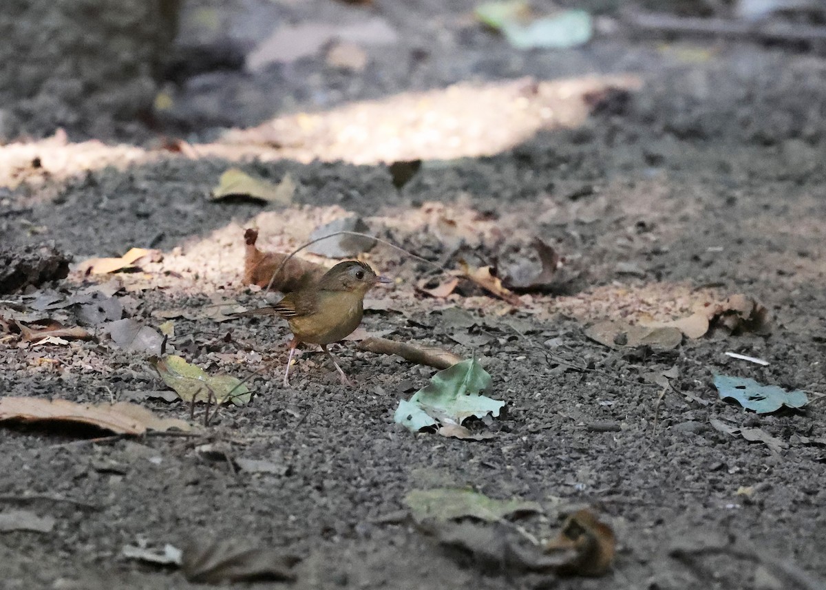 Puff-throated Babbler - ML616973816