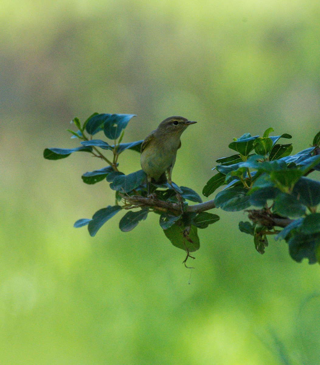 Common Chiffchaff - Renny Joseph