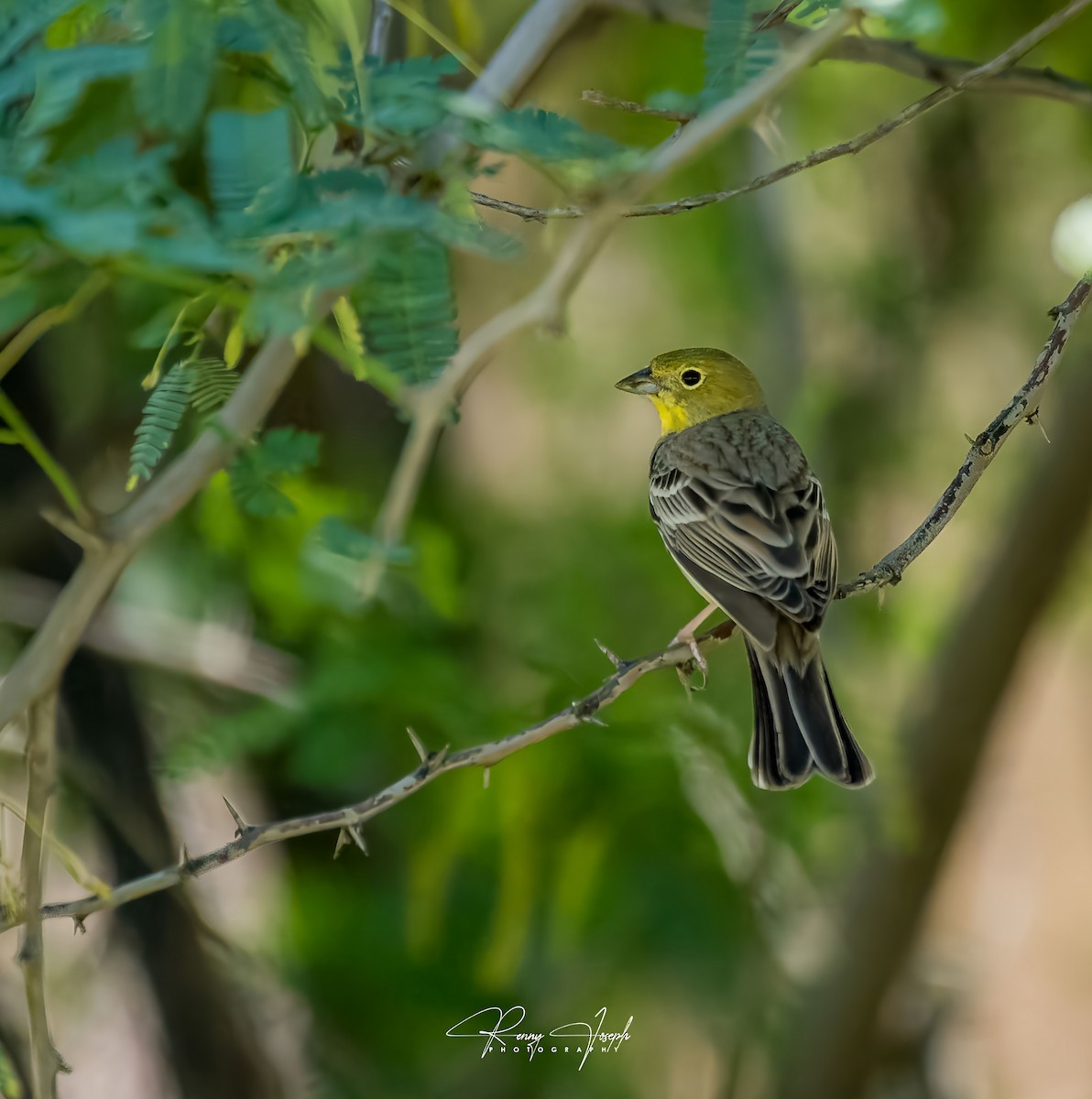 Cinereous Bunting - ML616973821