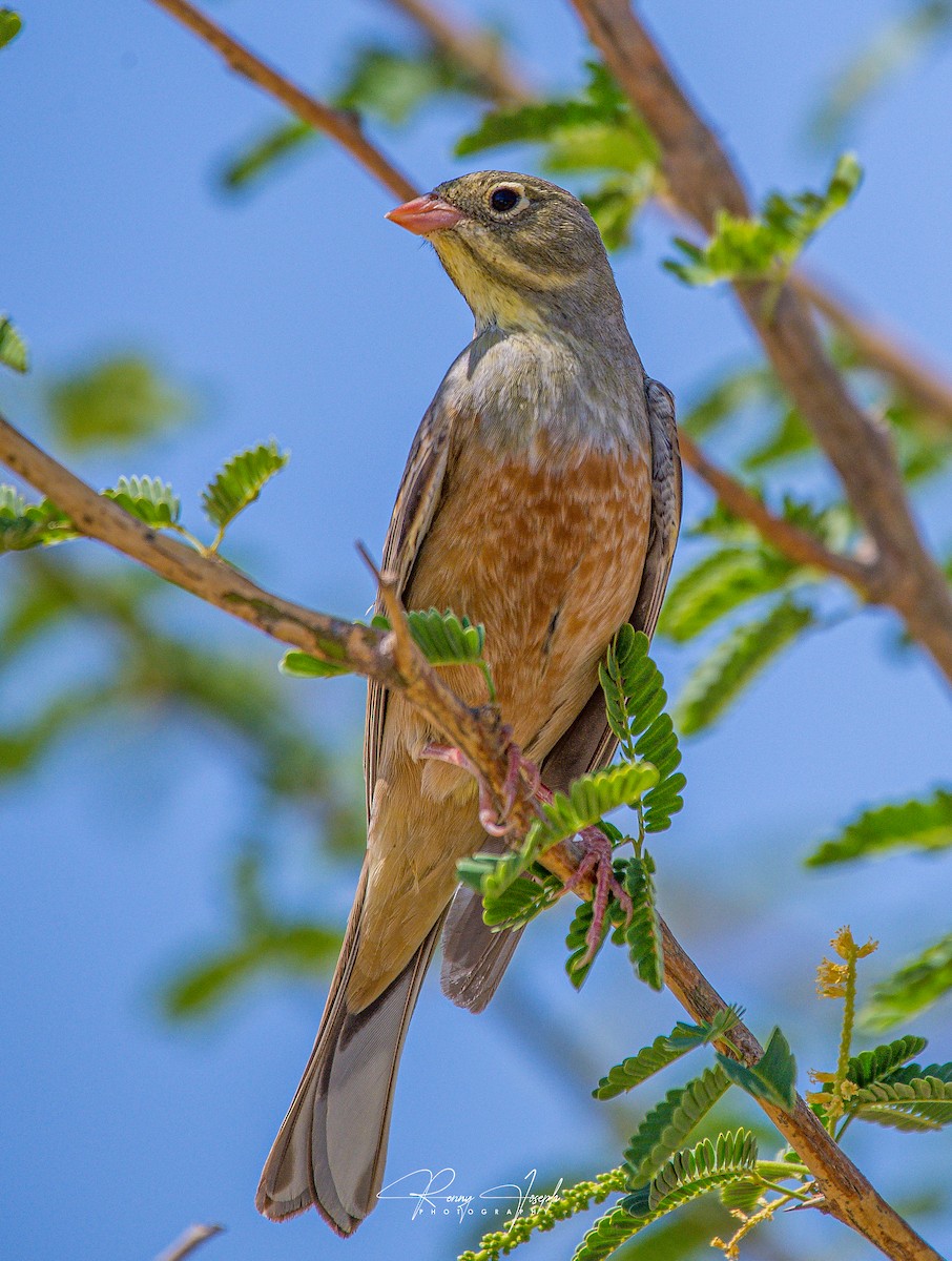 Ortolan Bunting - ML616973826