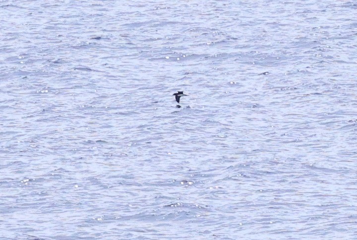 Beck's Petrel - ML616973838