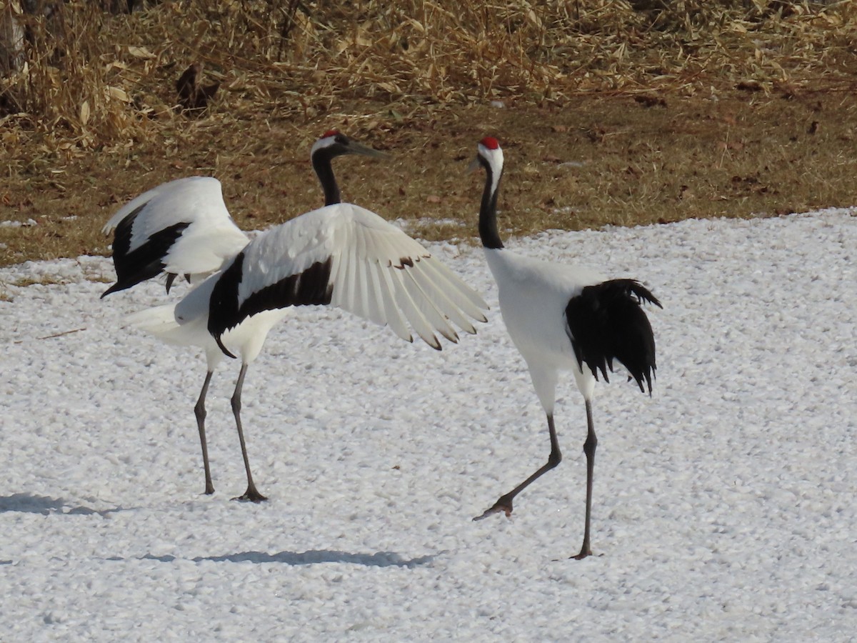 Red-crowned Crane - Rita Souza