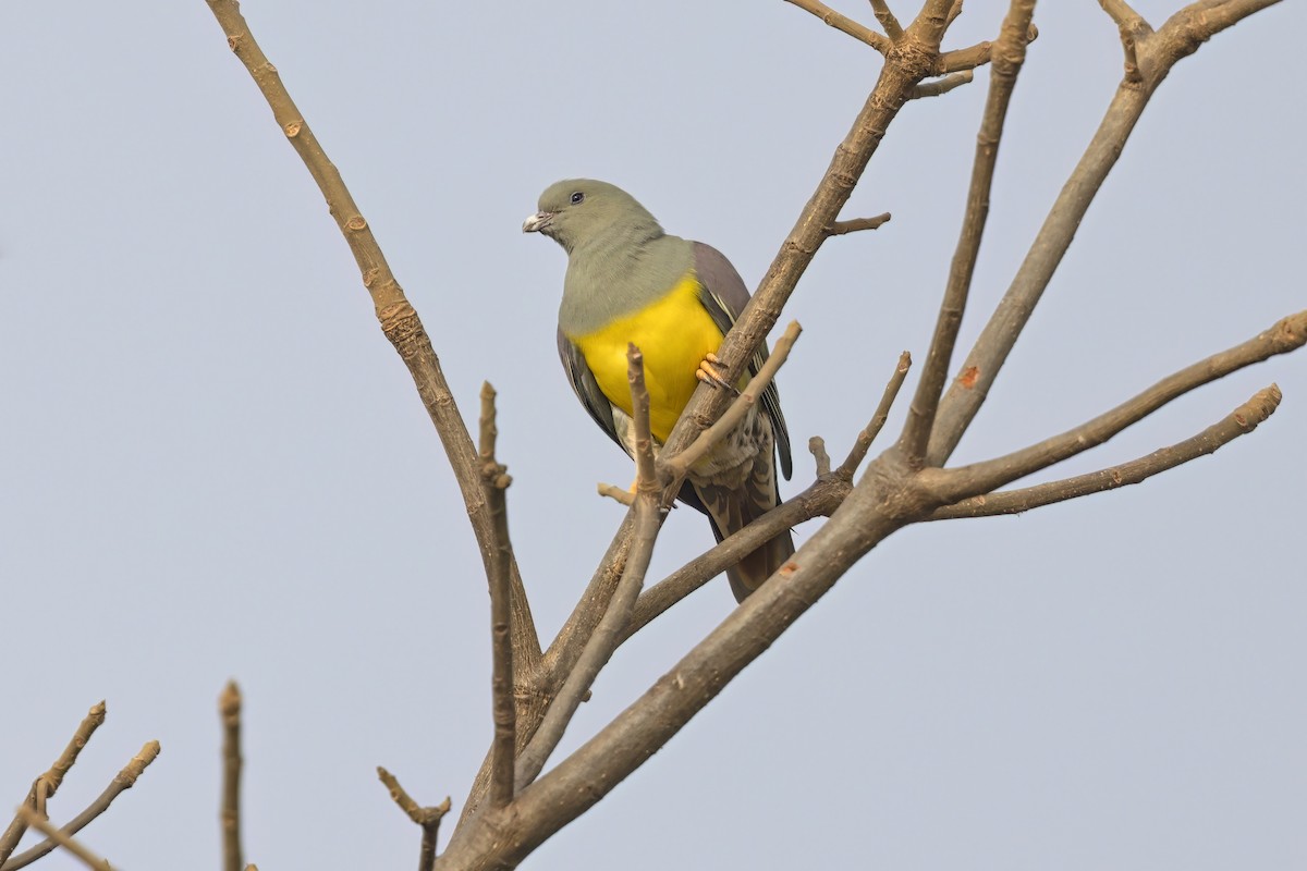 Bruce's Green-Pigeon - ML616973845