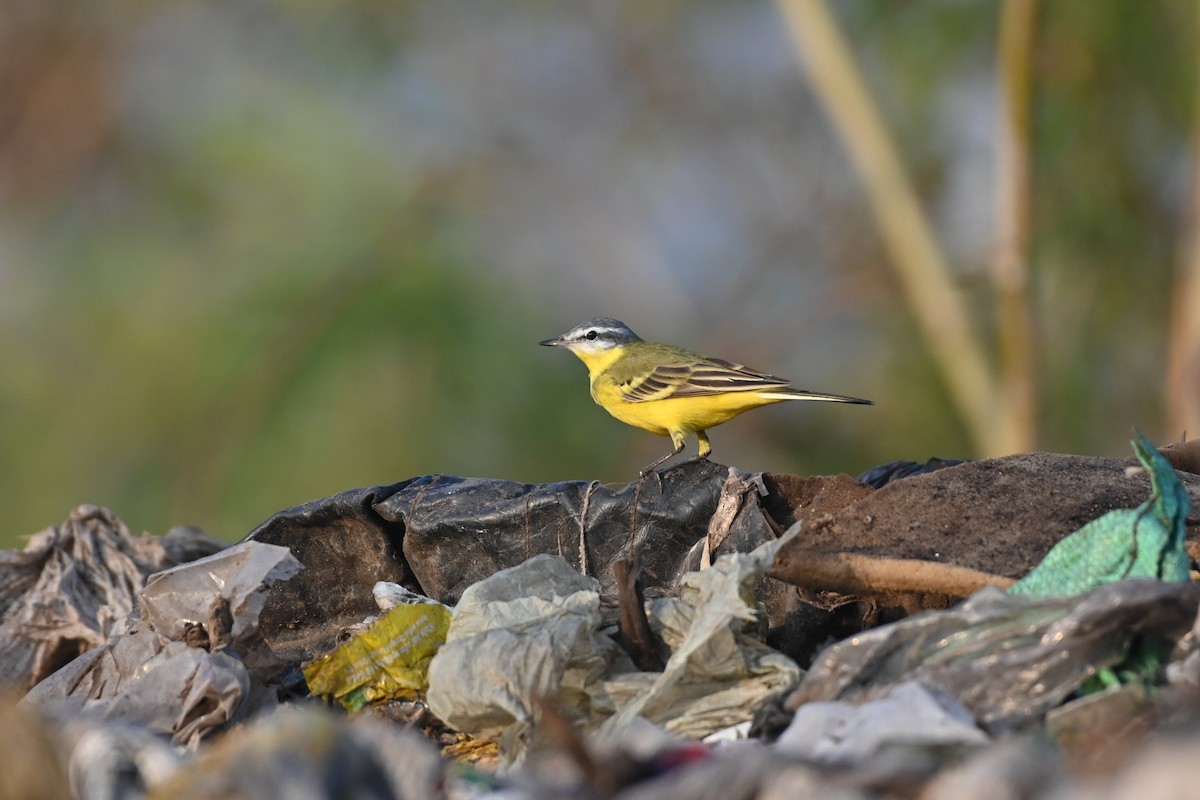 Western Yellow Wagtail (beema) - ML616973863