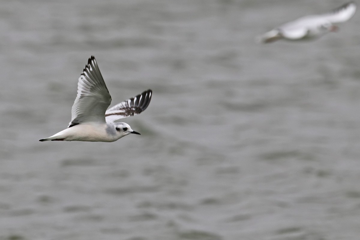 Little Gull - Maties Rebassa