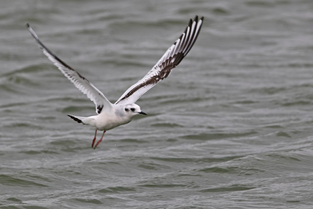 Little Gull - Maties Rebassa