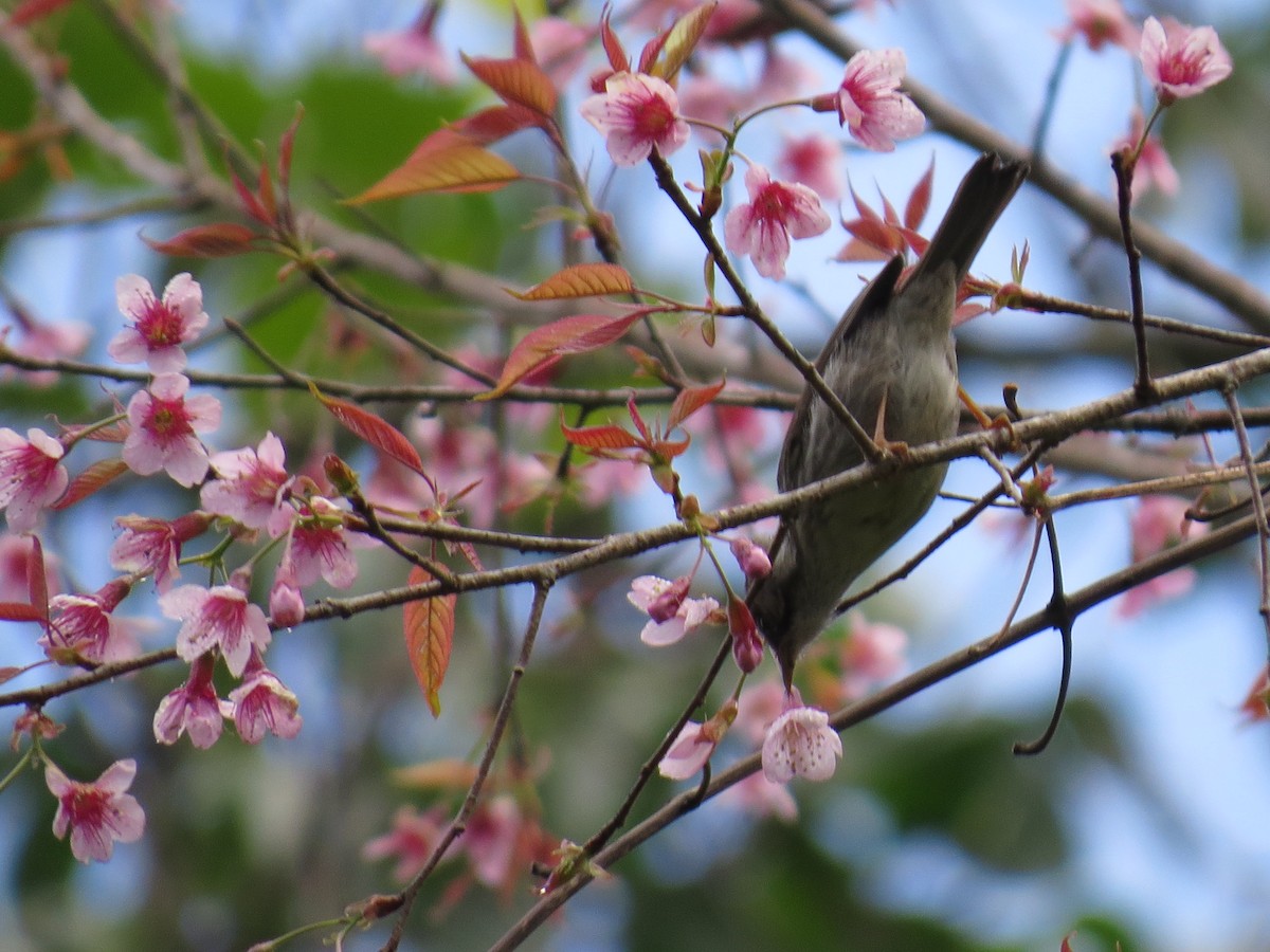 Burmese Yuhina - Mick Mellor