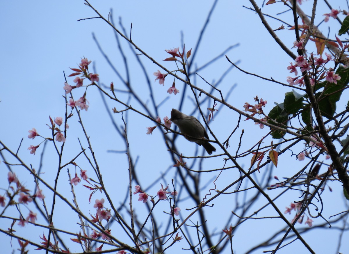 Burmese Yuhina - Mick Mellor