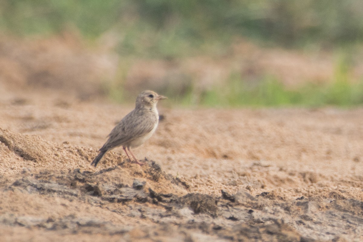 Sand Lark - Esanur Hoque