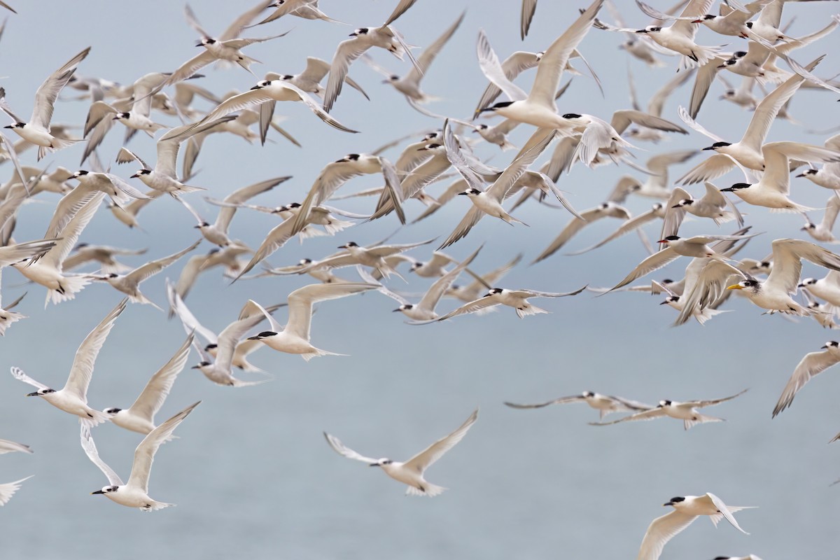 Sandwich Tern - ML616974029