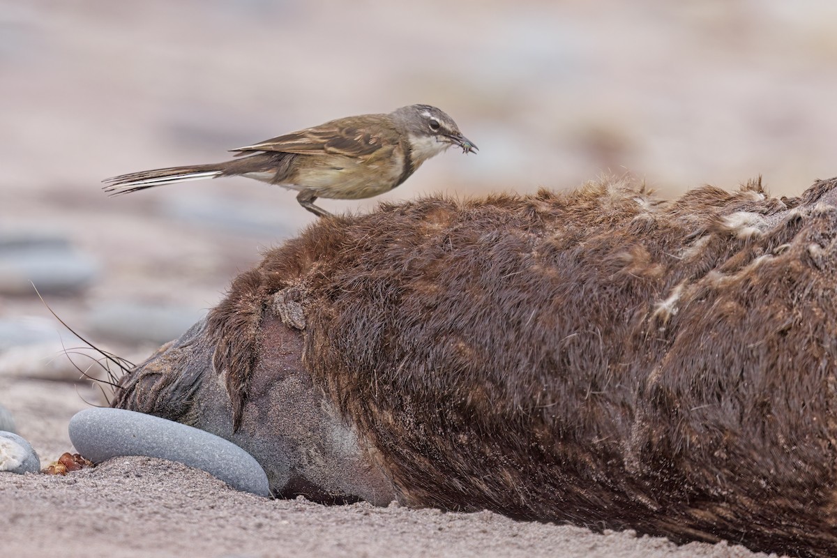 Cape Wagtail - ML616974037