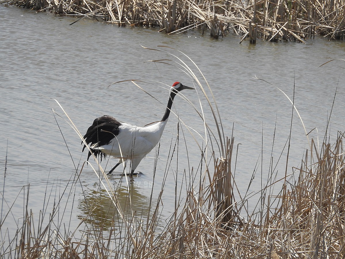 Red-crowned Crane - ML616974116