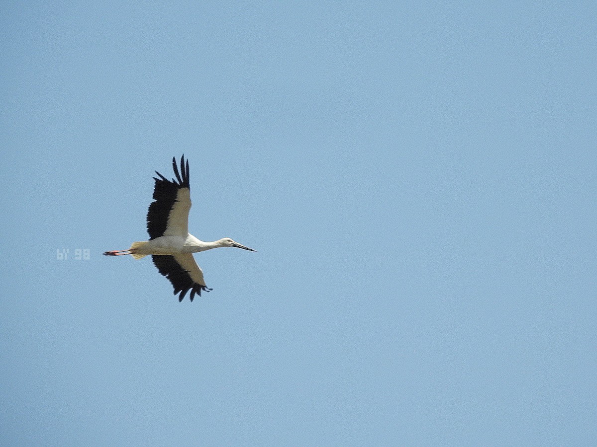 Oriental Stork - JiuRi Han