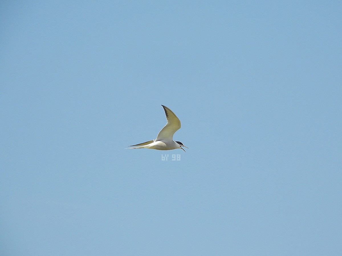 Common Tern - ML616974121