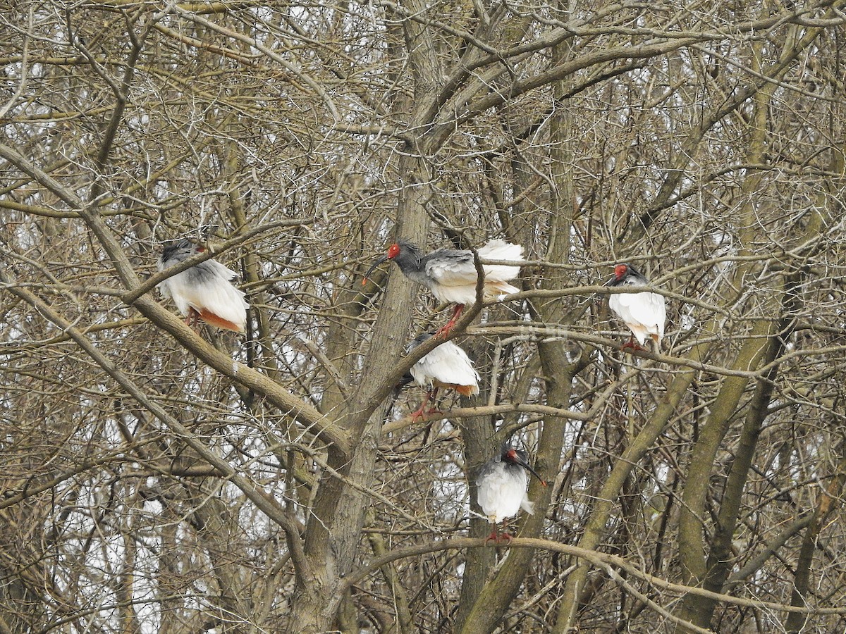 Crested Ibis - ML616974122