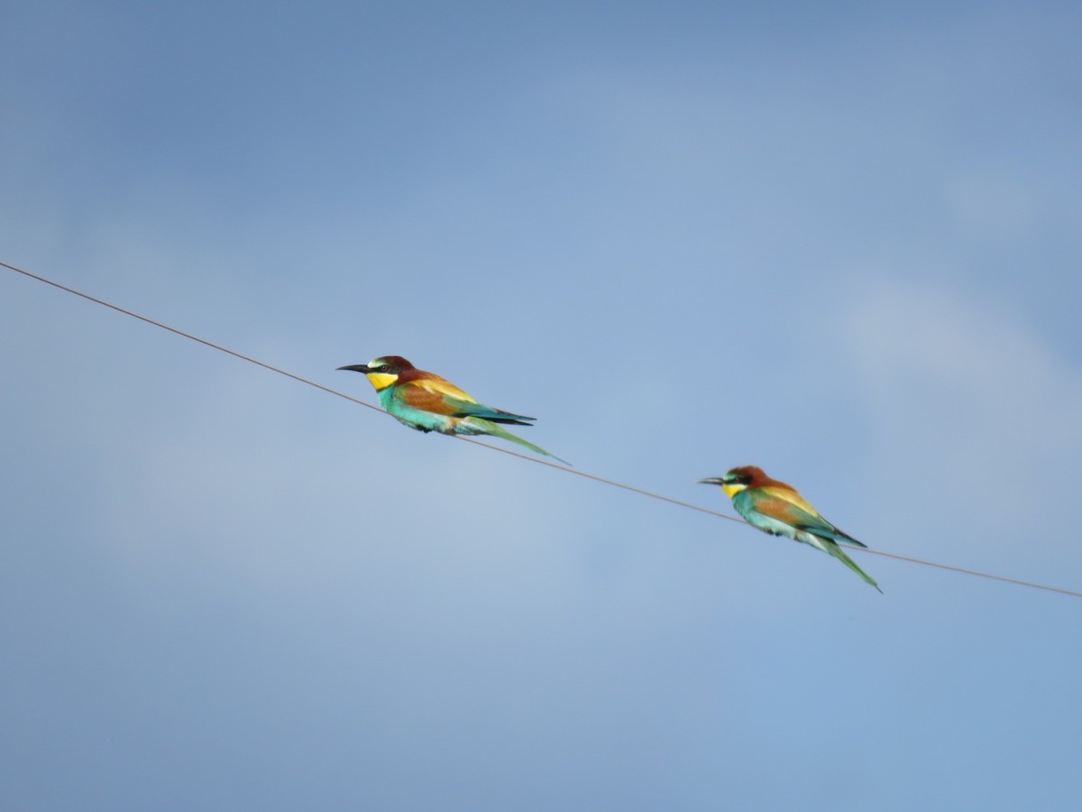 European Bee-eater - ML616974144