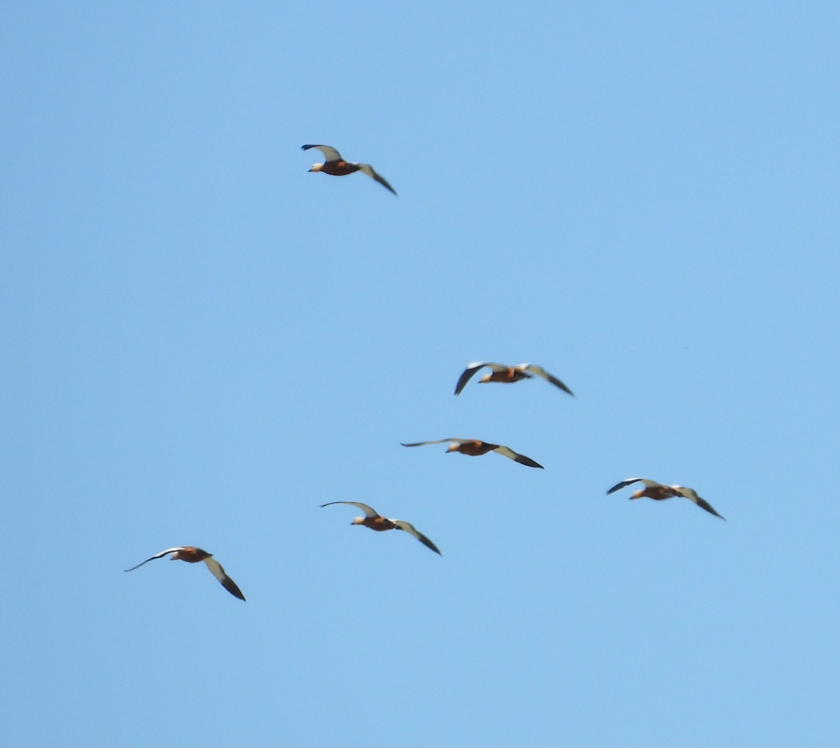 Ruddy Shelduck - ML616974152