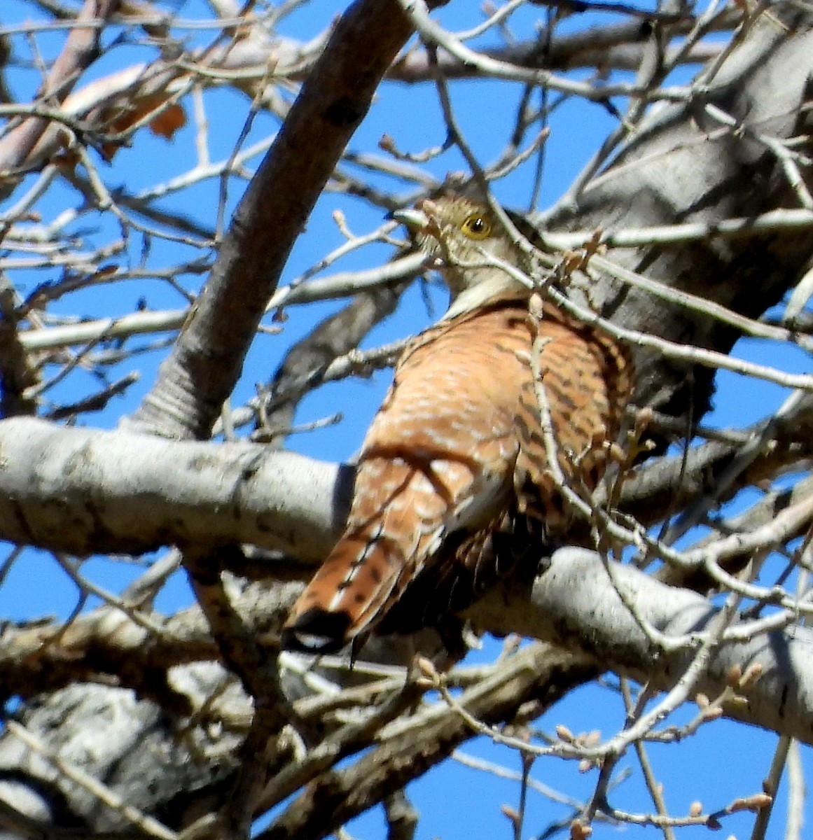 Common Cuckoo - ML616974154