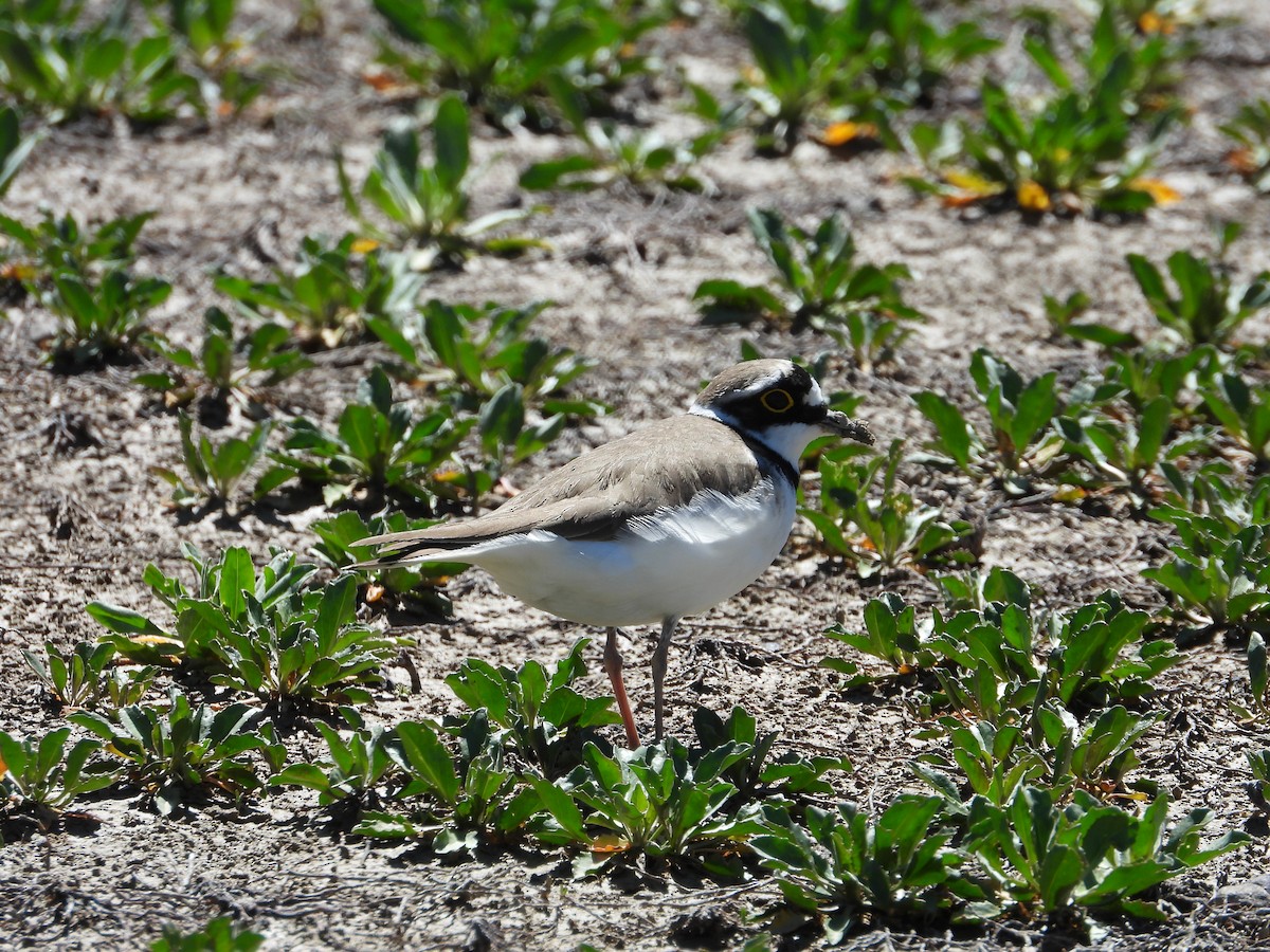 Little Ringed Plover - ML616974161