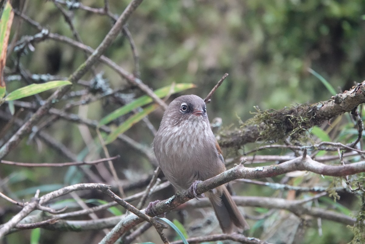 Taiwan Fulvetta - hiya lin