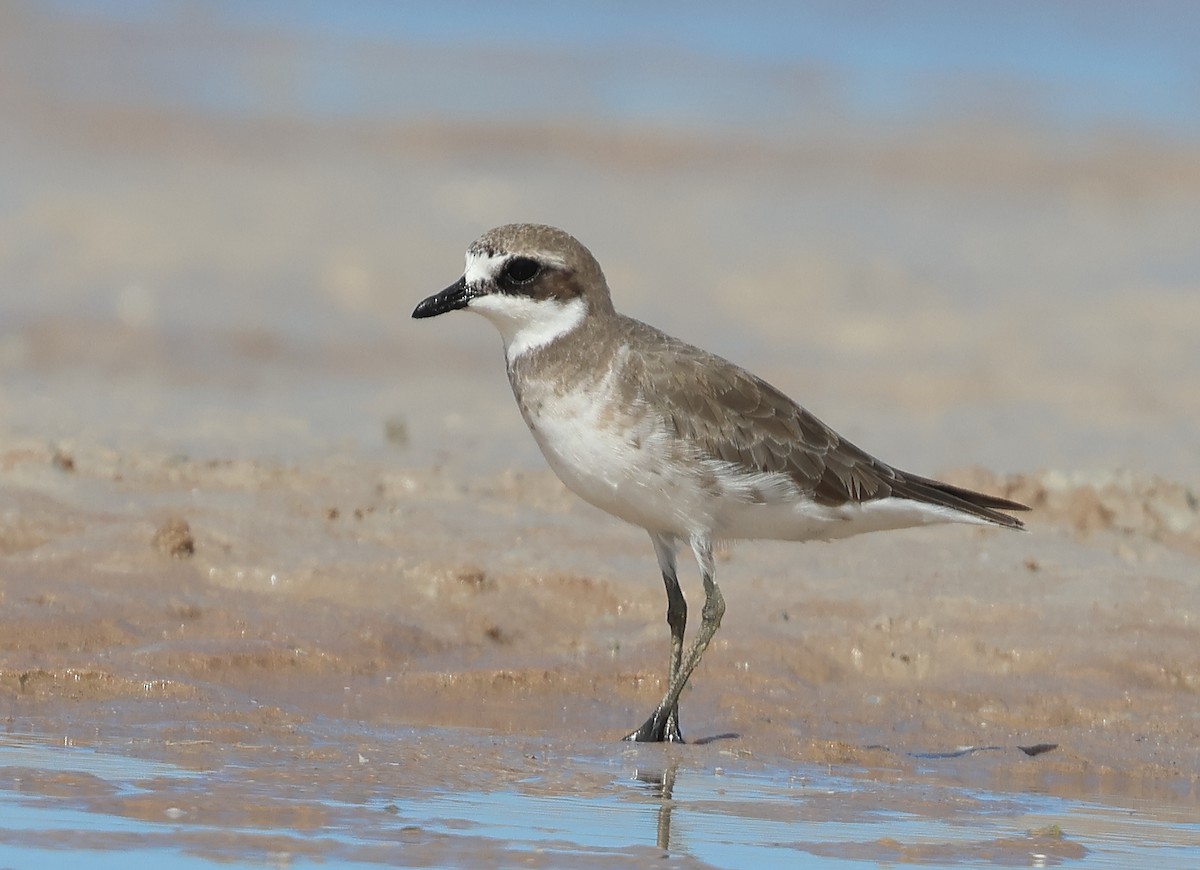 Siberian Sand-Plover - David Secomb