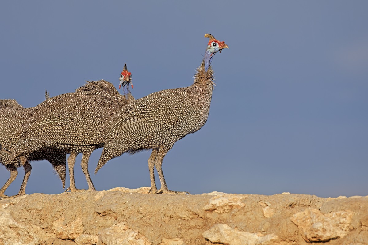 Helmeted Guineafowl - Marco Valentini