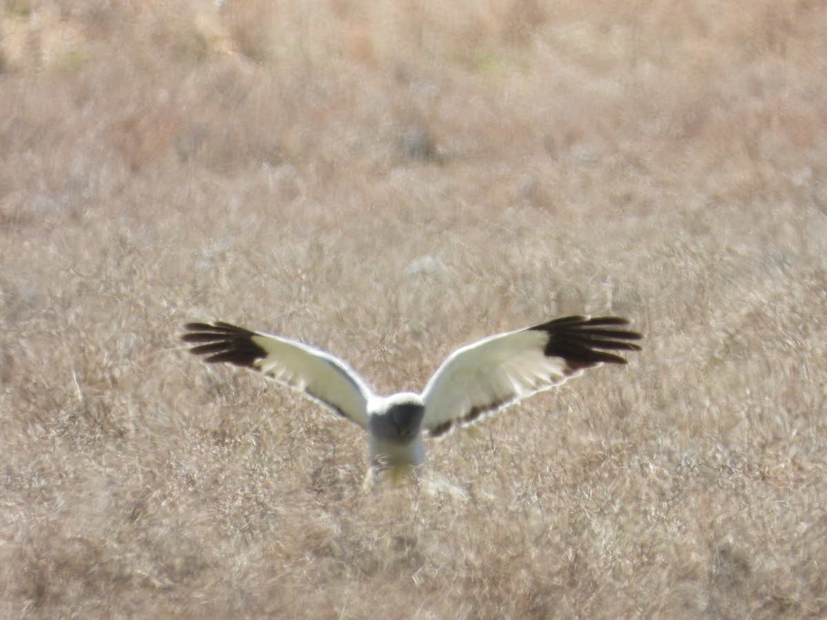 Aguilucho Pálido - ML616974194