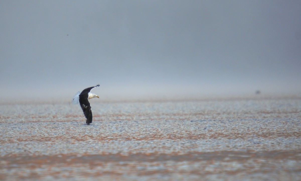 Gaviota Cocinera - ML616974208