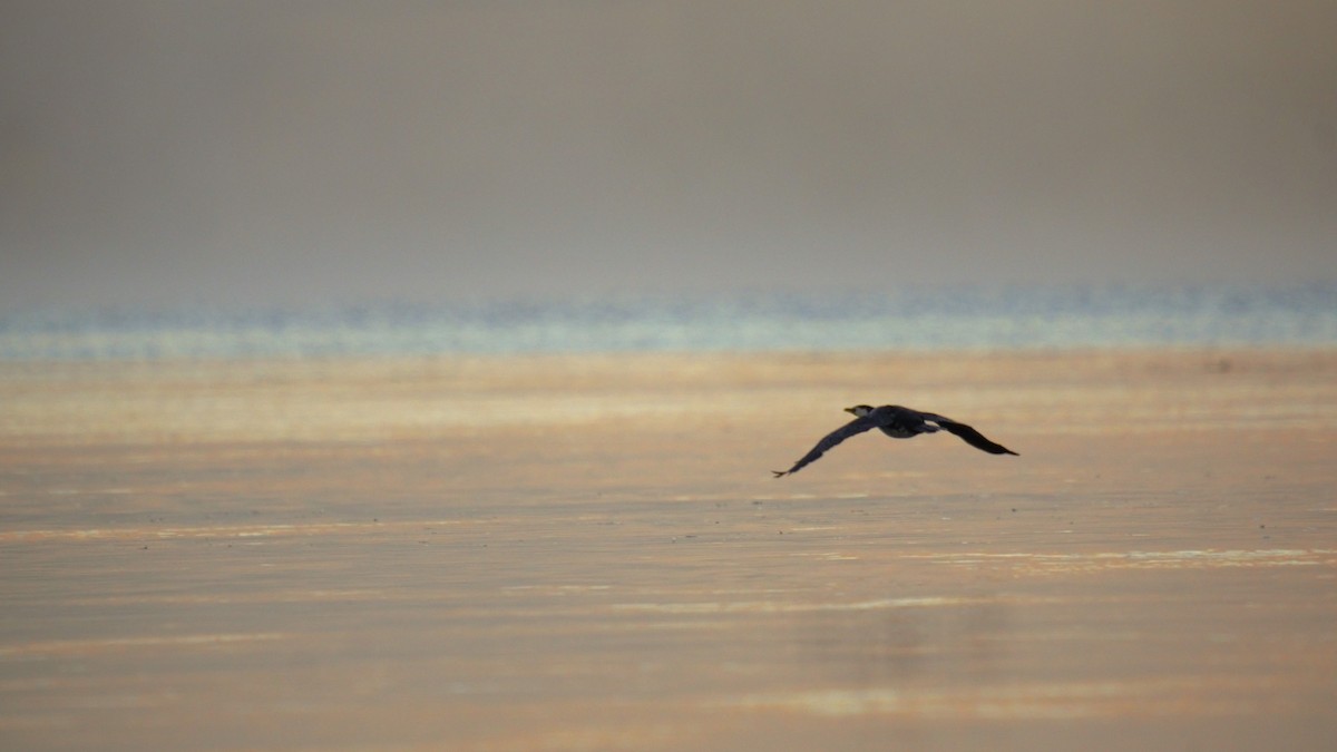 Little Pied Cormorant - ML616974210