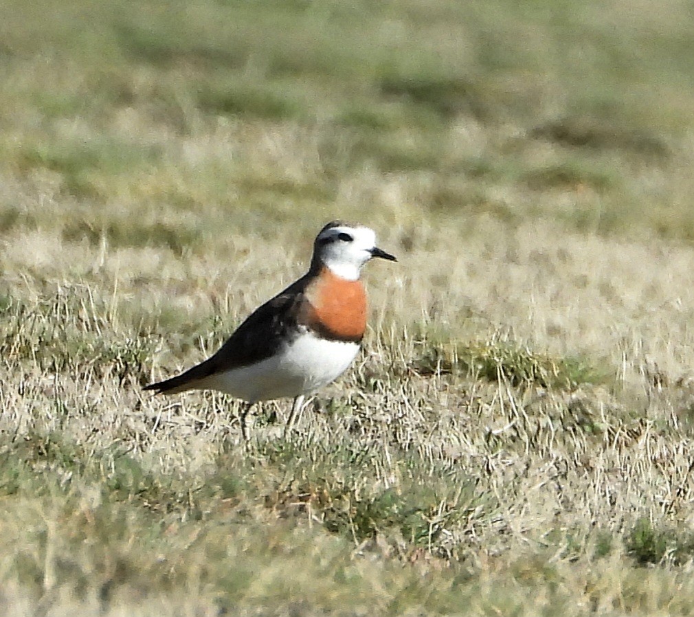 Caspian Plover - ML616974220