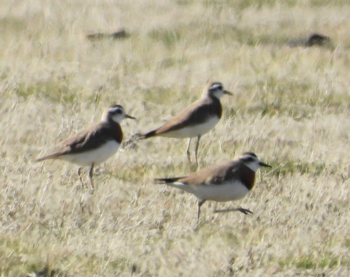 Caspian Plover - Elham Shaniti