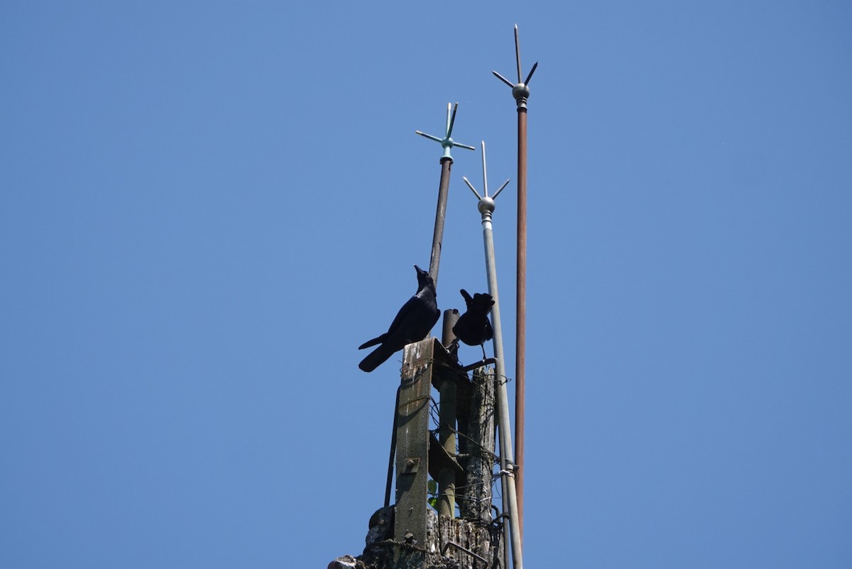 Large-billed Crow - hiya lin