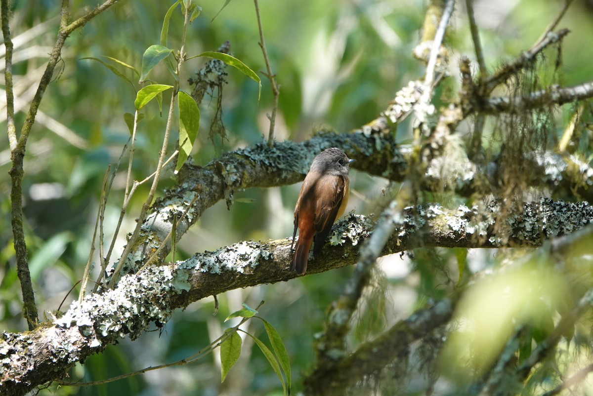 Ferruginous Flycatcher - hiya lin