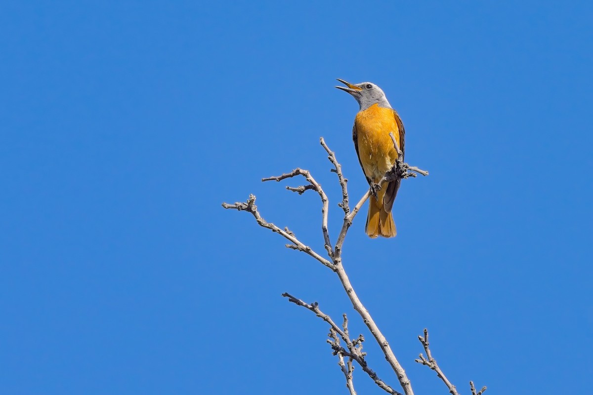 Short-toed Rock-Thrush - ML616974281