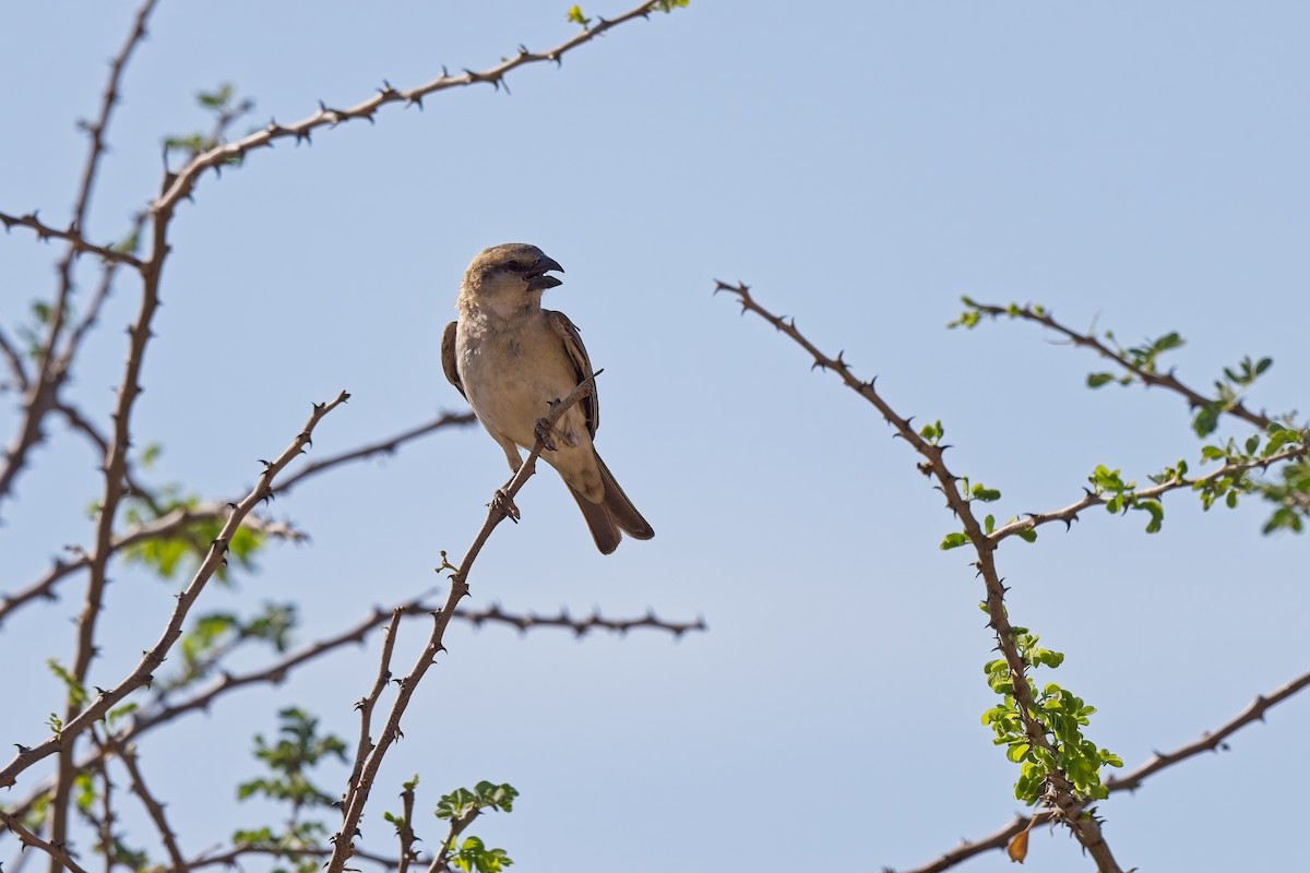Great Rufous Sparrow - Paul McDonald