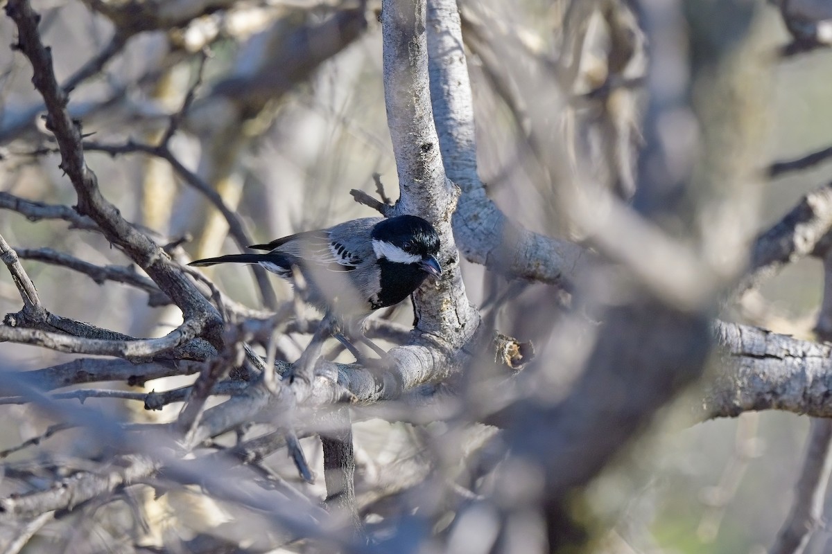 Mésange cendrée - ML616974299