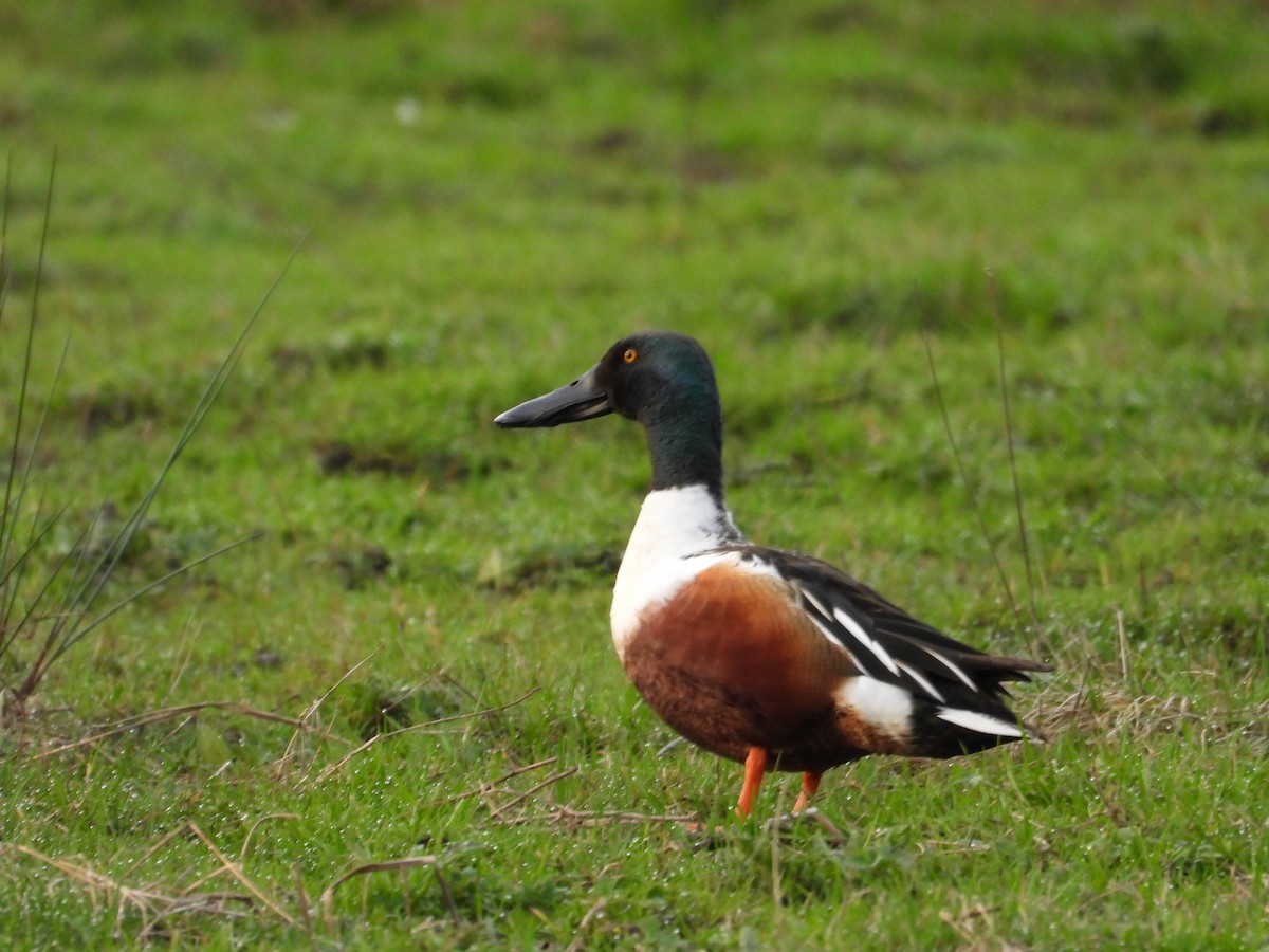 Northern Shoveler - Diederik Strubbe