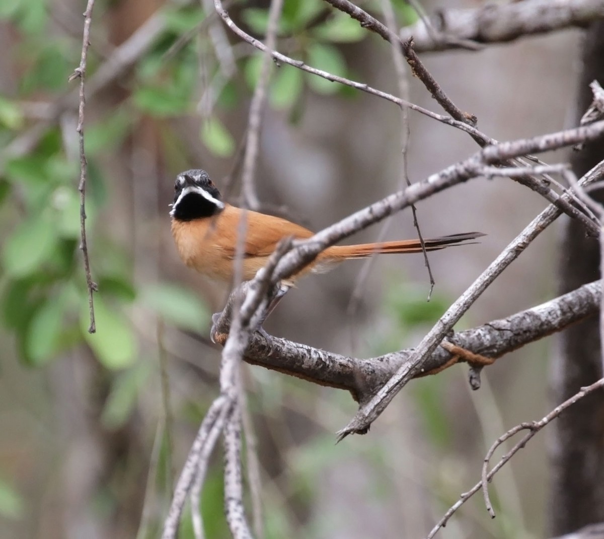 White-whiskered Spinetail - ML616974355