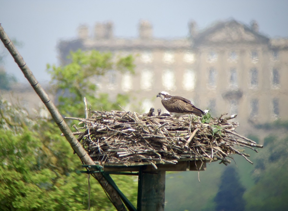 Osprey - Rich Bayldon