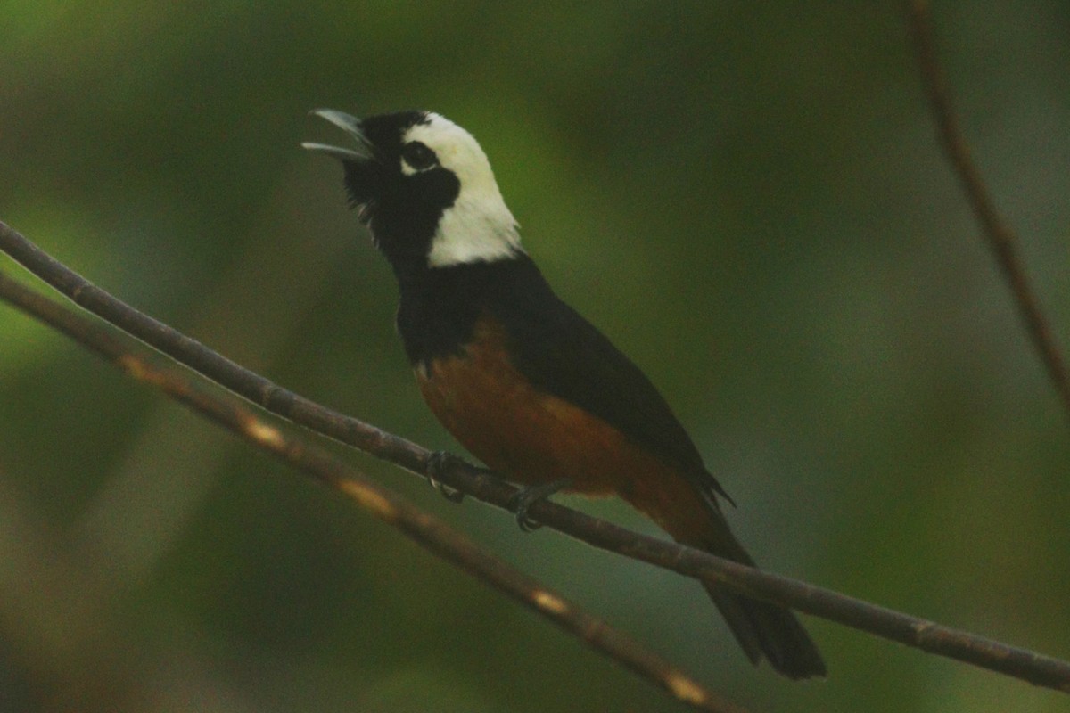 White-capped Monarch - ML616974411