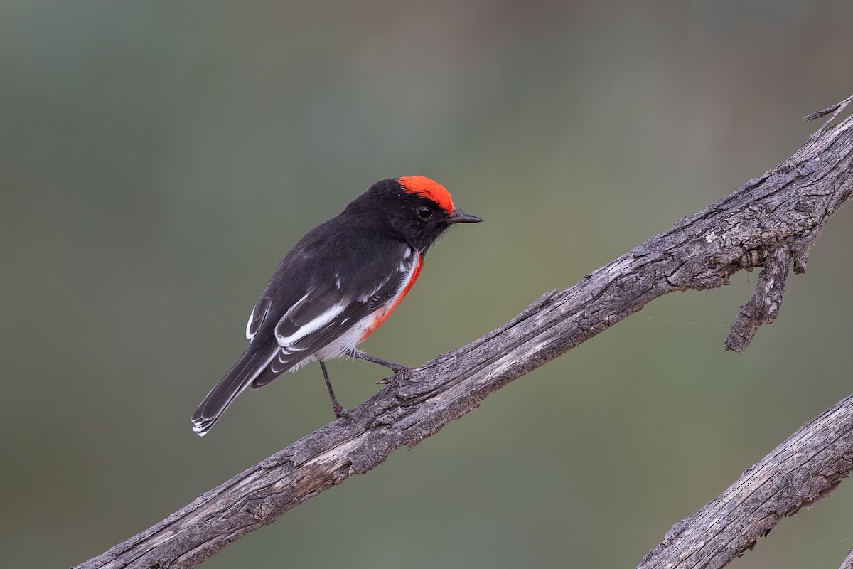 Red-capped Robin - ML616974417