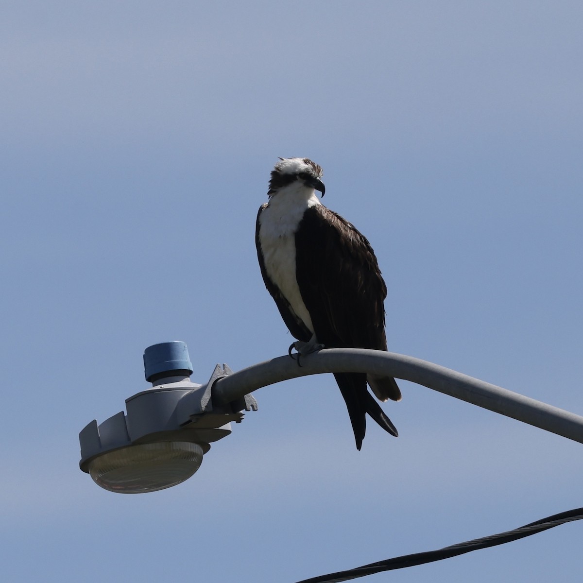 Osprey - ML616974419