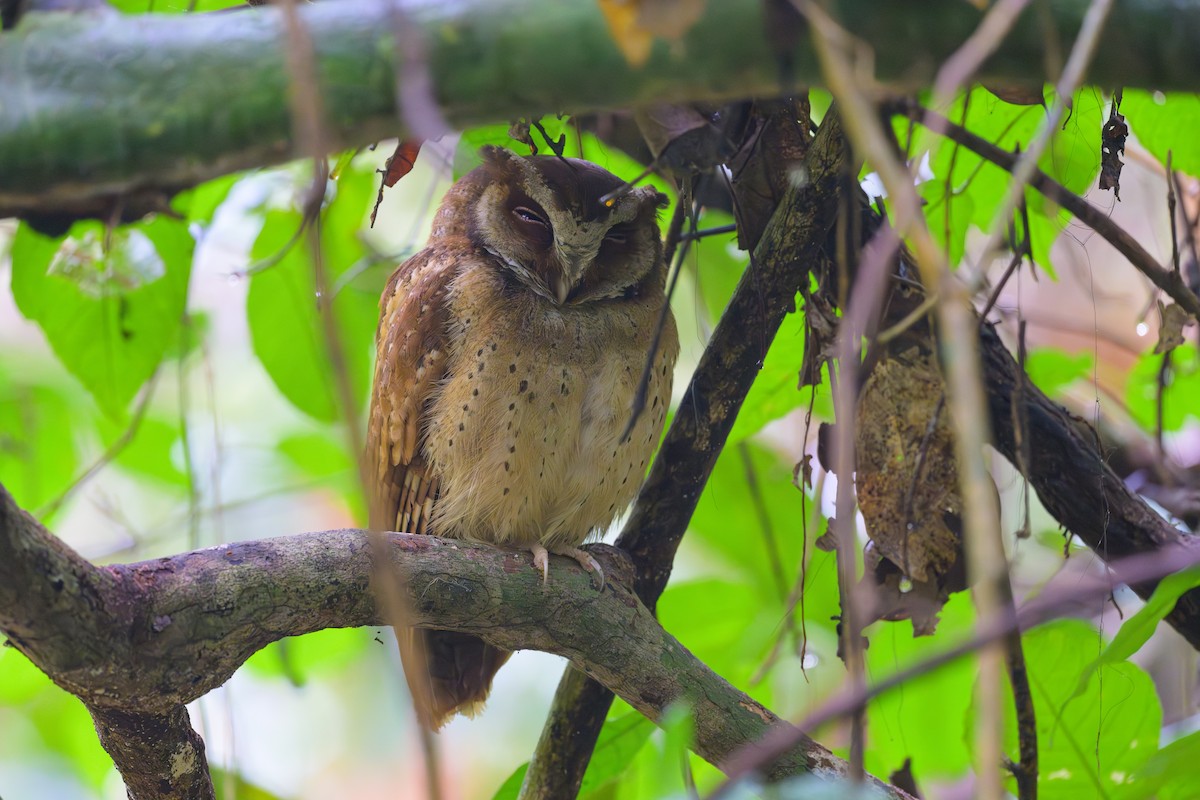 White-fronted Scops-Owl - Sylvain Reyt