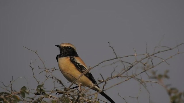 Desert Wheatear - ML616974490