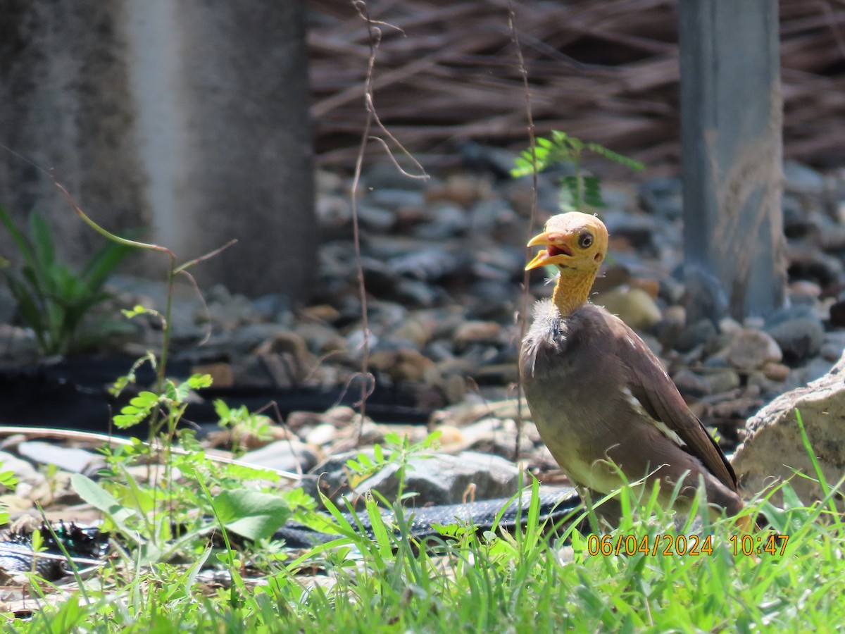 Common Myna - ML616974542